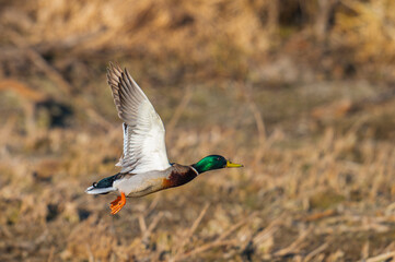 Mallard Duck