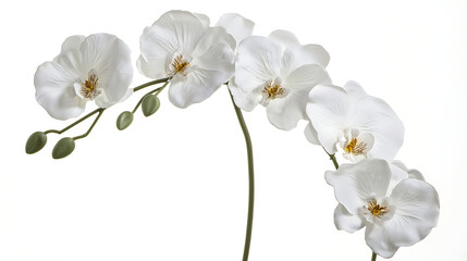 A white orchid with five petals is shown in a close up