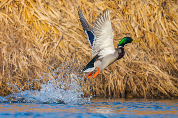 Mallard Duck