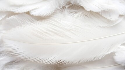 Obraz premium Soft and Delicate White Feathers on a Light Background for Texture