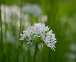 Beautiful close-up of allium ursinum