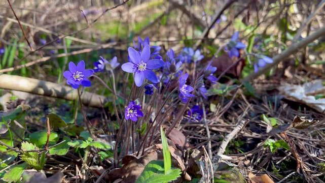 Closeup of vibrant blue hepatica flowers emerging in wild woodland during early spring season