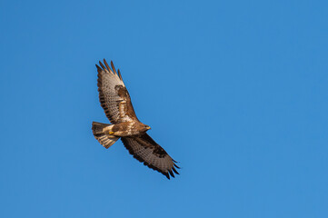buzzard
