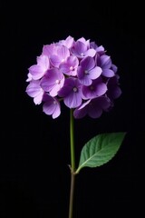 Solitary purple hydrangea, stark black backdrop, bloom, black background