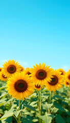Obraz premium Blooming field of sunflowers on blue sky, low-poly. White tone