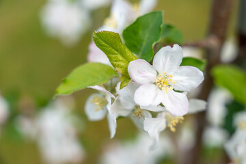 A white flower with green leaves. The flower is in the middle of the stem