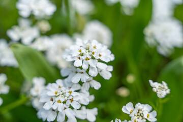 A bunch of white flowers with yellow centers. The flowers are in a field