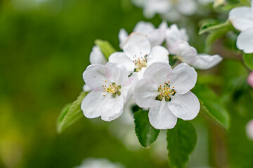 A white flower with a green stem. The flower is surrounded by green leaves