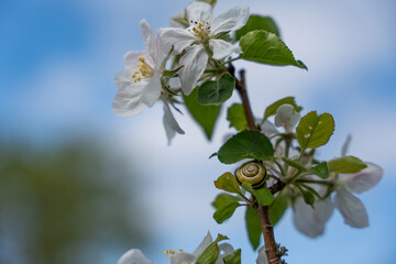 A small snail sits on a leaf of a flowering tree. There is a small snail on a branch of a flowering tree.s