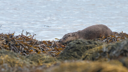 European otter (Lutra lutra) on the coast, Isle of Mull, Scotland