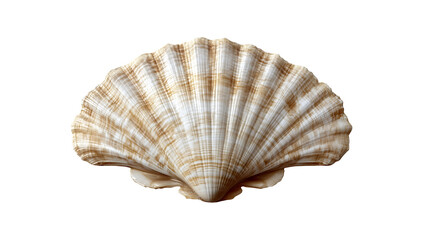 White Jacobean Scallop Shell Isolated on Transparent Background