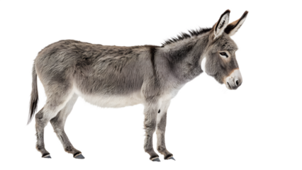 donkey isolated on white background