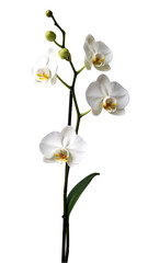 Graceful White Orchid Stem with Open Blooms and Unopened Buds, Isolated on Transparent Background