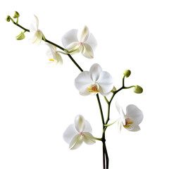 Obraz premium Graceful White Orchid Stem with Open Blooms and Unopened Buds, Isolated on Transparent Background