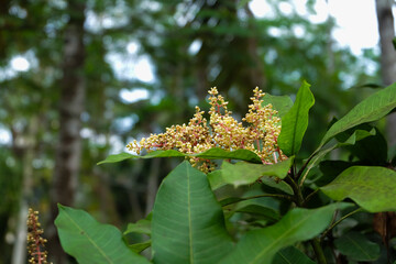 Yellow mango blossoms with a few leaves beside them and a blurred background.