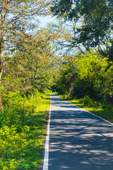 Scenic Asphalt Road Surrounded by Lush Green Trees. Peaceful Country Road Through a Natural Green Landscape. Asphalt Road Cutting Through a Forest of Greenery. Asian Asphalt Pathway Among Tall Trees