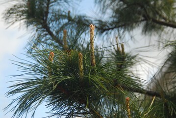 Fototapeta premium Close-up of lush pine tree branches with needles under clear sky