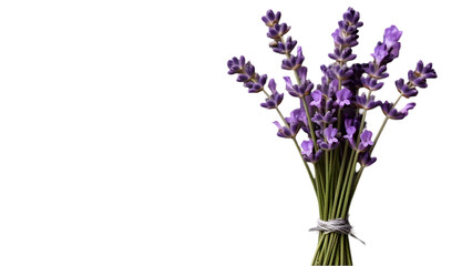 Fototapeta premium Tied Bundle of Fresh Lavender Sprigs with Violet Flowers, Isolated on Transparent Background