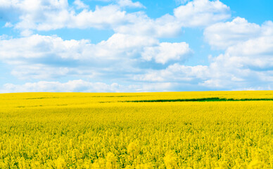 rapeseed field and blue sky