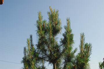 Fresh green pine tree majestically standing against clear blue sky
