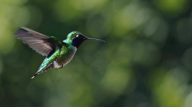 Graceful flight of a hummingbird in lush greenery captured in slow motion