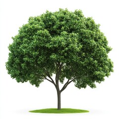 Lush Green Tree with Abundant Foliage and Strong Trunk in Natural Setting
