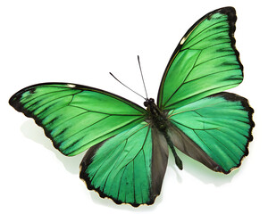 Obraz premium The Green Butterfly , An Green butterfly isolated on a white background.