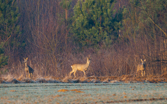 roe-deer in the forest