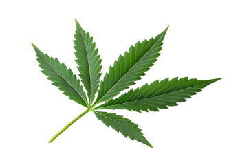 Cannabis or hemp or marijuana green leaf transparent background, cutout, png format
