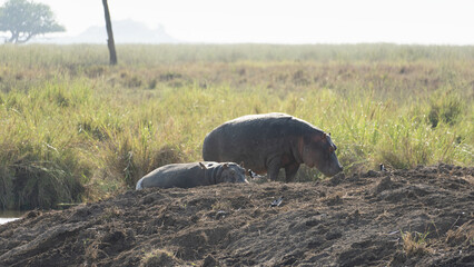 Witness the majestic hippos grazing gracefully in a dreamy, mistcovered landscape Serengeti Tanzania Africa
