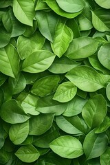 Lush, vibrant green leaves densely packed together, creating a textured background of natural foliage