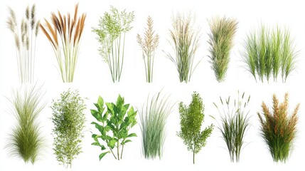 3D Render  Collection of Grasses   Plants  Isolated on White