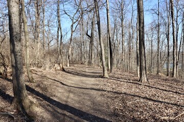 The trail in the winter forest on a sunny day.