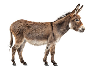 Fototapeta premium Donkey side profile on white background