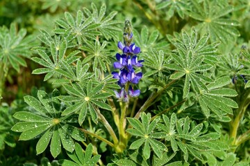 Blue flowering lupins after a rain shower