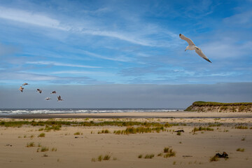 Birds Flying Over Sandy Coastal Beach on a Clear Day