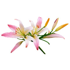 Naklejka premium A beautiful pink lily blossom, a floral beauty of nature, is isolated on a clean white background, showcasing its delicate petals in a closeup macro view