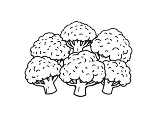 Simple Line Art Illustration of Cauliflower Design 