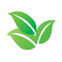 green leaf isolated on white