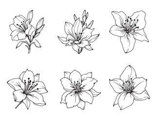 Alstroemeria line art elegant floral design for modern decor