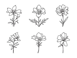 Alstroemeria line art botanical illustration perfect for digital prints