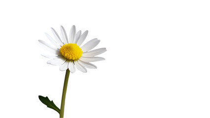 Simple White Daisy Flower with Yellow Center and Green Stem, Isolated on Transparent Background