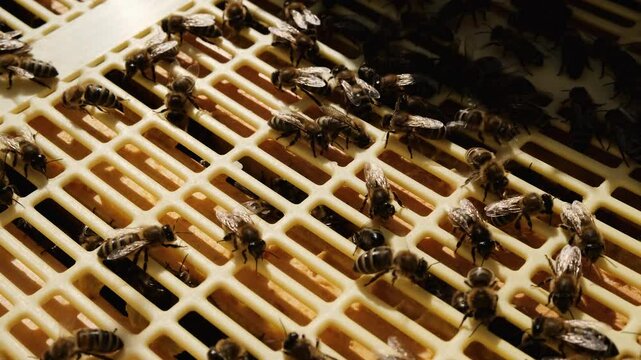 Bees inside the hive pass through a Hahnemann grid. Obtaining quality honey in the apiary.