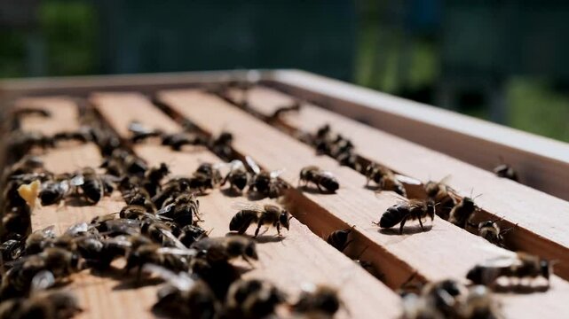 Worker bees inside a hive are hard at work building new combs of wax. Honey bees transform nectar into honey.