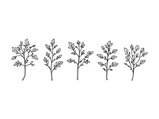 Arugula line art minimalist illustration perfect for digital products