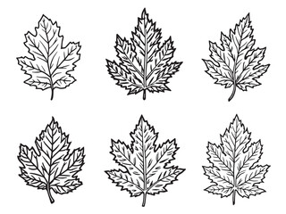 Ash leaf line art minimal nature design for digital use 