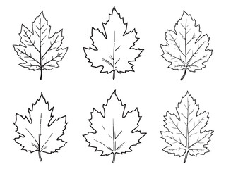 Ash leaf line art minimal nature design for digital use 