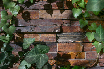 Decorative stone bricks around green leaves. Fresh green herbs arranged around a dark gray textured surface copy space.