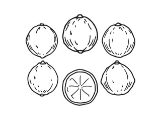 Australian round lime line art elegant touch for digital products