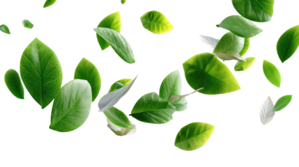Green Leaf Flurry:  A captivating burst of fresh green leaves caught in mid-air, showcasing the delicate dance of nature's movement. 
